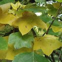 Liriodendron tulipifera feuille automne